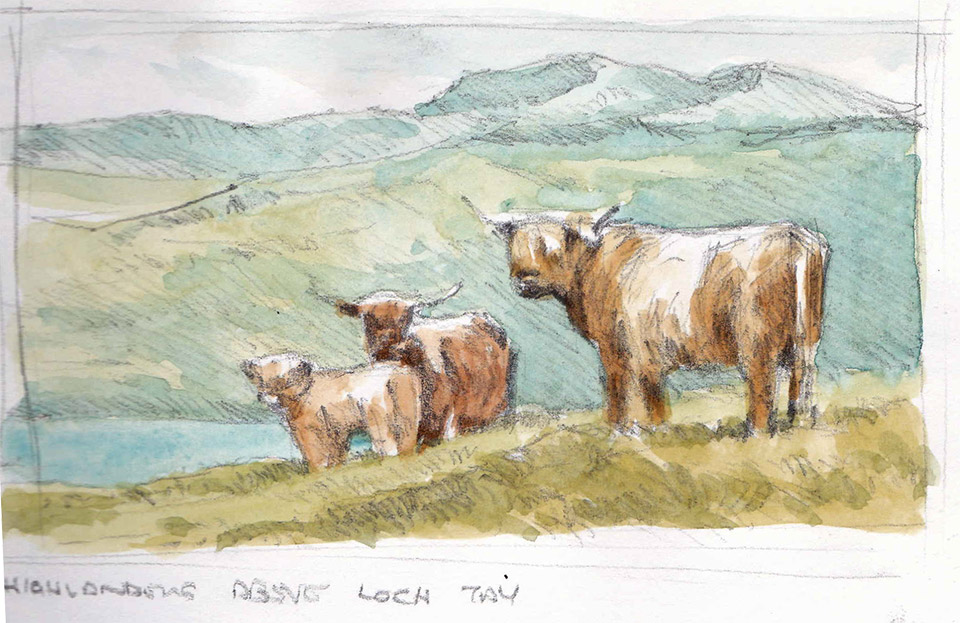 Highland cows sketch