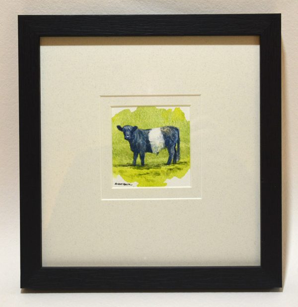 Young Beltie (Belted Galloway) framed watercolour sketch
