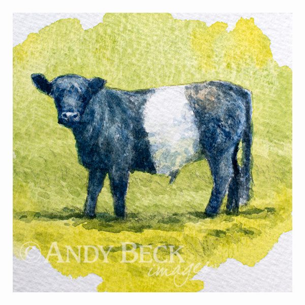 Young Beltie (Belted Galloway)