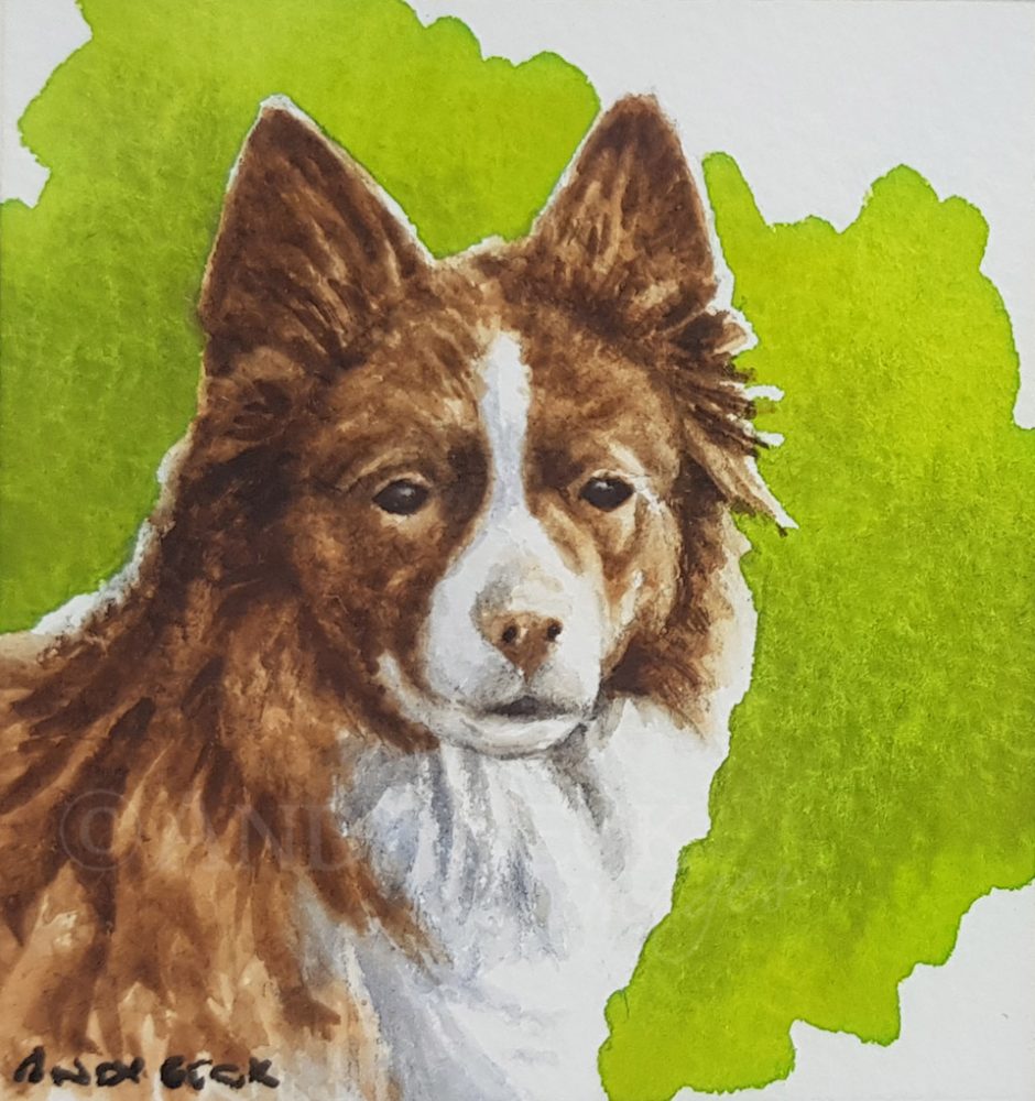 Red Collie sketch