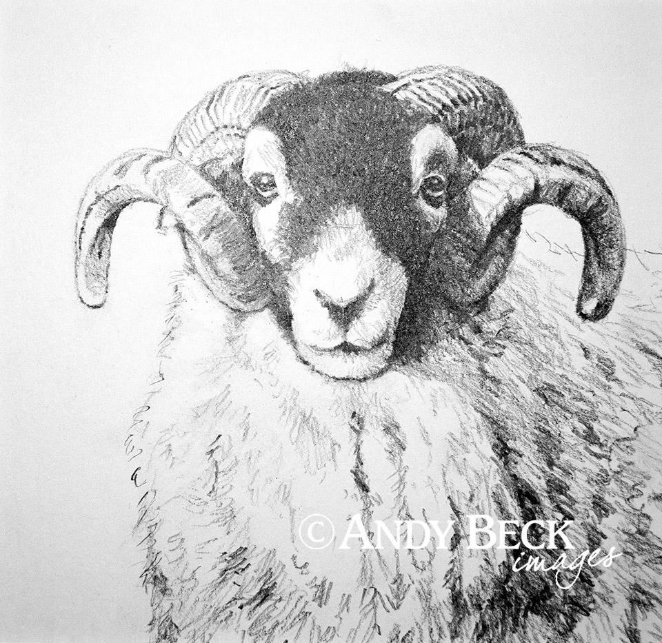 Swaledale tup pencil drawing