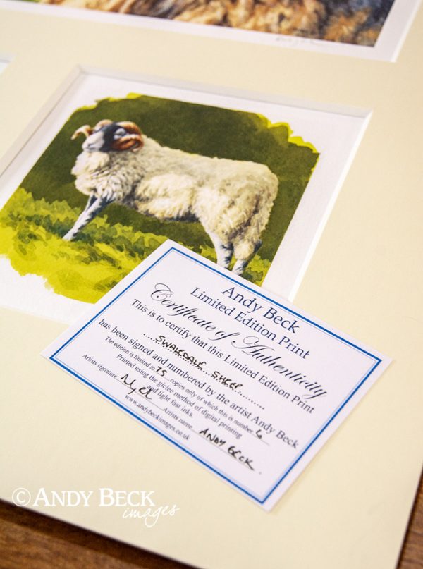 Swaledale sheep print set certificate