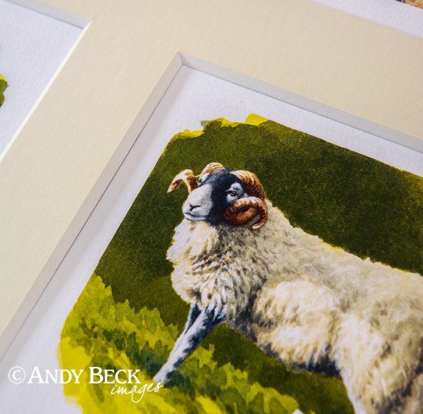 Swaledale sheep print set mount