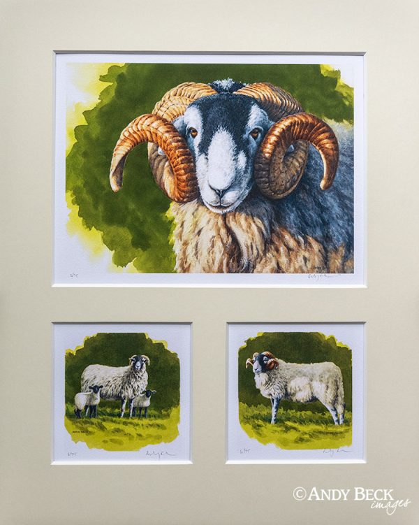 Swaledale sheep print set
