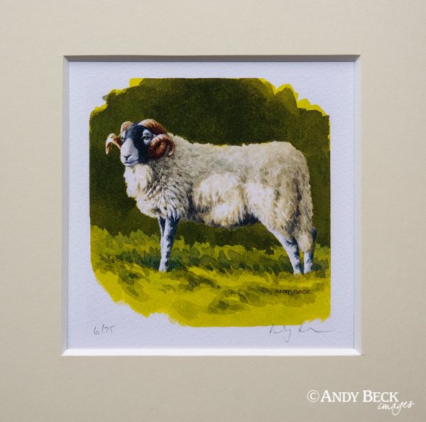 Swaledale tup small print