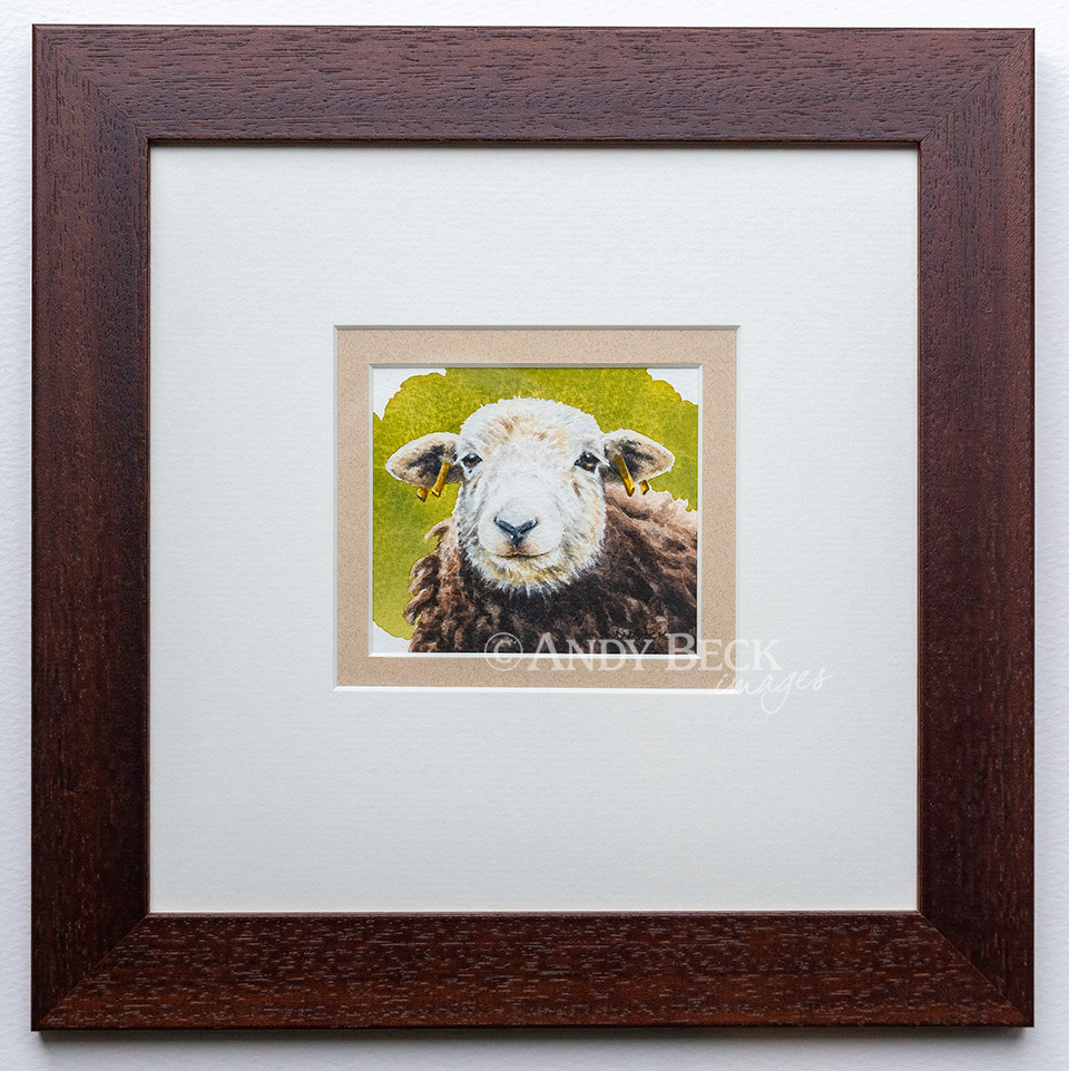Herdwick small watercolour painting framed