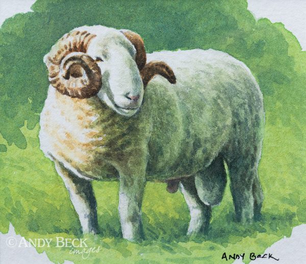 White Faced Woodand Tup